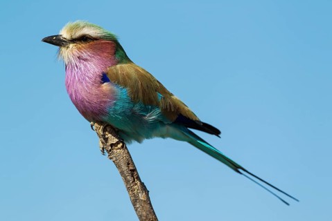 Lilac-breasted Roller (Coracias caudata)