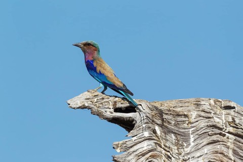 Lilac-breasted Roller (Coracias caudata)