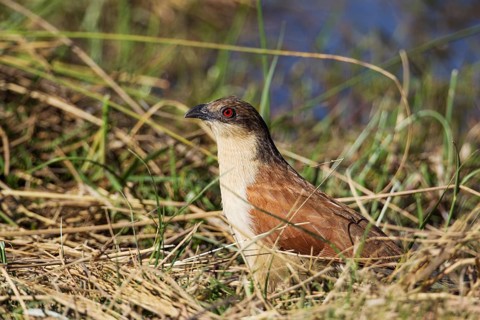 Senegal Coucal (Centropus senegalensis)