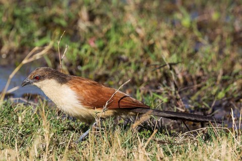 Senegal Coucal (Centropus senegalensis)