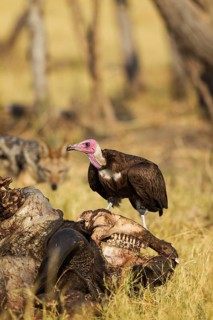 Hooded Vulture (Necrosyrtes monachus)