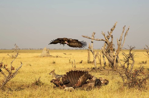Black-backed Jackal (Canis mesomelas) and Hooded Vulture (Necrosyrtes monachus)