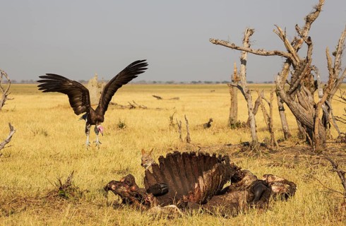 Black-backed Jackal (Canis mesomelas) and Hooded Vulture (Necrosyrtes monachus) at the carcass of a Cape Buffalo (Syncerus caffer caffer)