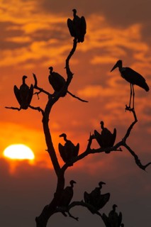White-backed Vultures (Gyps africanus) and Marabou Stork (Leptoptilos crumeniferus)