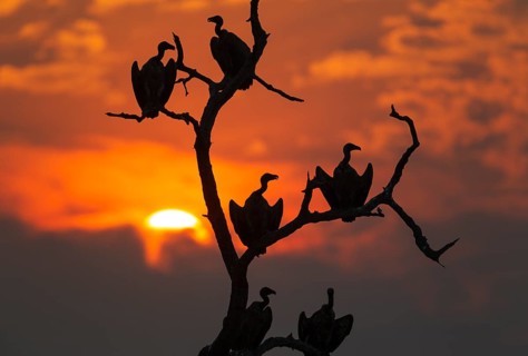 White-backed Vulture (Gyps africanus)