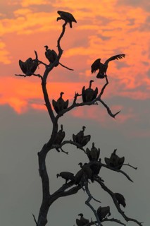White-backed Vulture (Gyps africanus)