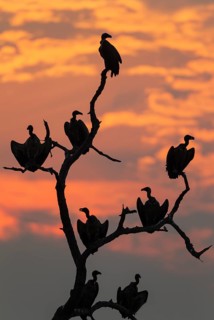 White-backed Vulture (Gyps africanus)
