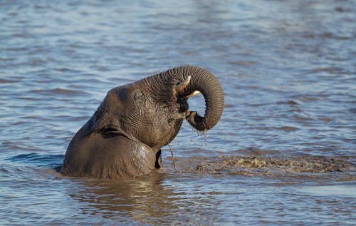 African elephant (Loxodonta africana) female having fun at waterhole