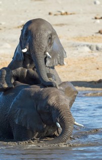African elephants (Loxodonta africana)