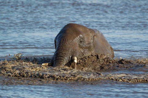 African elephant (Loxodonta africana) female having fun at waterhole