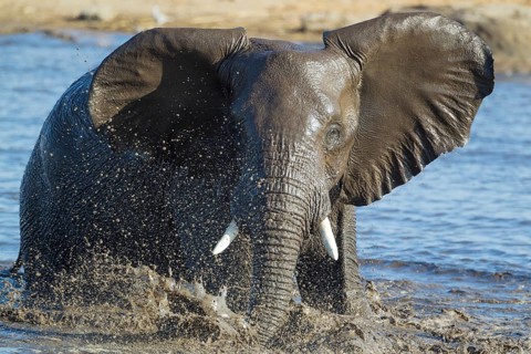 African elephant (Loxodonta africana) female having fun at waterhole