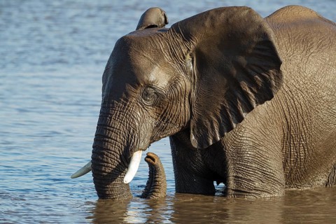 African elephant (Loxodonta africana) female at waterhole