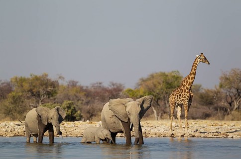 African elephant (Loxodonta africana) cow with two calves at waterhole