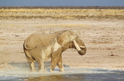 African bush elephant (Loxodonta africana)