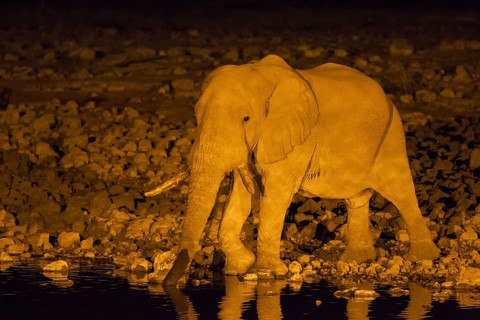 African elephant (Loxodonta africana) bull at floodlit waterhole of the Okaukuejo Camp during night