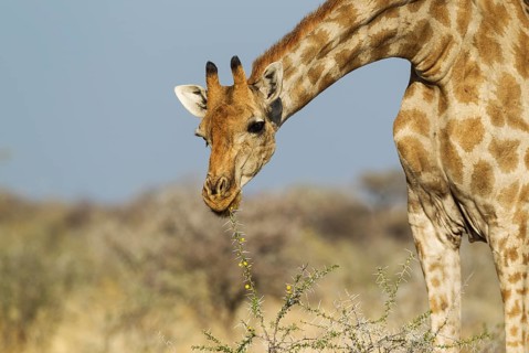 South African giraffe (Giraffa camelopardalis giraffa) female