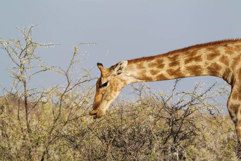 South African giraffe (Giraffa camelopardalis giraffa) female