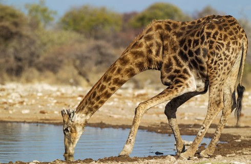 South African giraffe (Giraffa camelopardalis giraffa) male drinking at waterhole