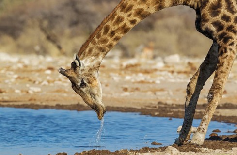 South African giraffe (Giraffa camelopardalis giraffa) male