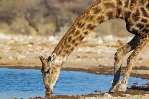 South African giraffe (Giraffa camelopardalis giraffa) male drinking at waterhole