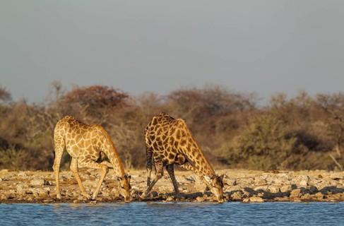 South African giraffes (Giraffa camelopardalis giraffa)
