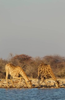 South African giraffes (Giraffa camelopardalis giraffa)