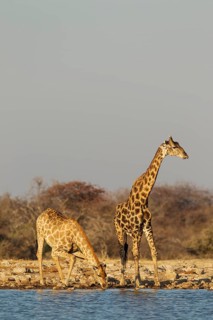 South African giraffes (Giraffa camelopardalis giraffa)