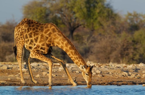 South African giraffe (Giraffa camelopardalis giraffa) male drinking at waterhole