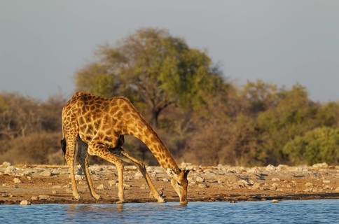 South African giraffe (Giraffa camelopardalis giraffa) male drinking at waterhole