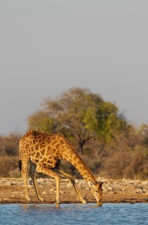 South African giraffe (Giraffa camelopardalis giraffa) male drinking at waterhole