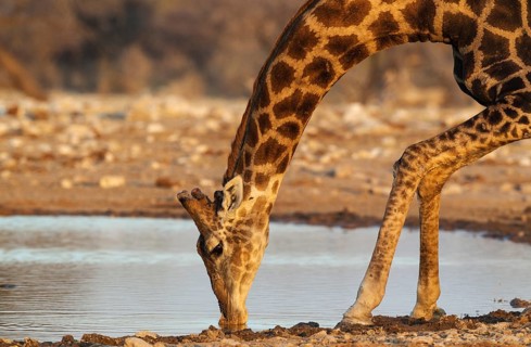 South African giraffe (Giraffa camelopardalis giraffa) male drinking at waterhole