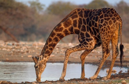 South African giraffe (Giraffa camelopardalis giraffa) male drinking at waterhole