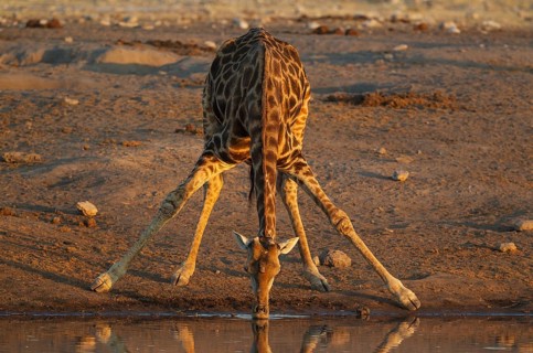 South African giraffe (Giraffa camelopardalis giraffa) male drinking at waterhole