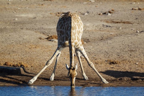 South African giraffe (Giraffa camelopardalis giraffa) female drinking at waterhole