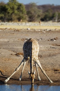 South African giraffe (Giraffa camelopardalis giraffa) female drinking at waterhole