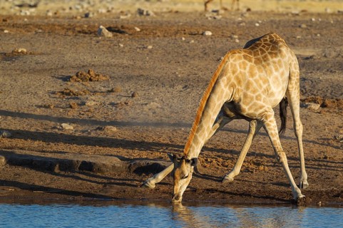 South African giraffe (Giraffa camelopardalis giraffa) female