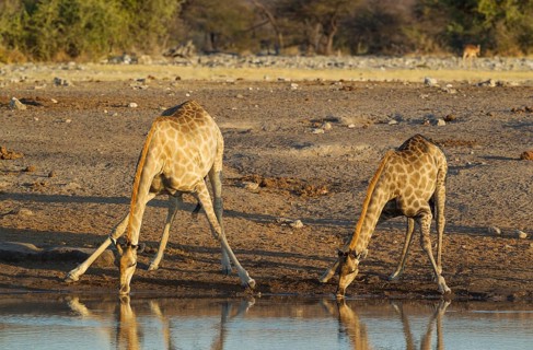 South African giraffe