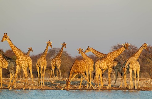 South African giraffes (Giraffa camelopardalis giraffa) meeting at waterhole