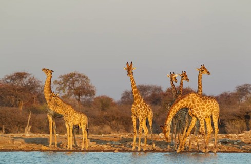 South African giraffes (Giraffa camelopardalis giraffa) meeting at waterhole