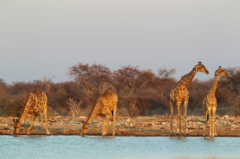 South African giraffes (Giraffa camelopardalis giraffa)