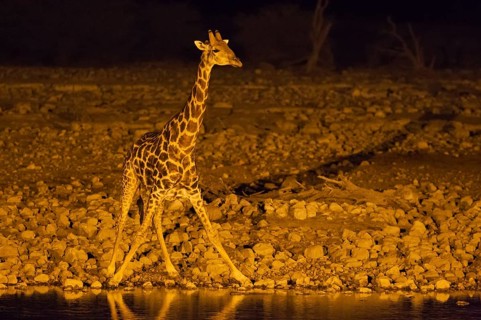 South African giraffe (Giraffa camelopardalis giraffa) male at floodlit waterhole of Okaukuejo Camp during night