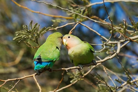Rosy-faced lovebirds (Agapornis roseicollis)