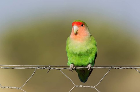 Rosy-faced lovebird (Agapornis roseicollis) adult on wire fence