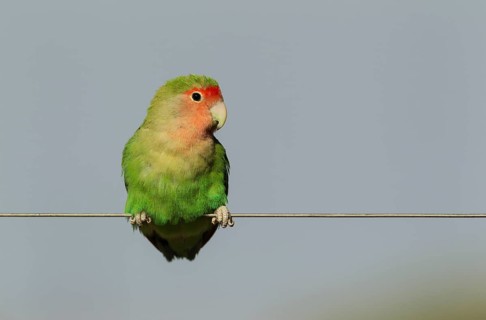 Rosy-faced lovebird (Agapornis roseicollis) adult on wire fence