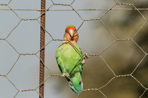 Rosy-faced lovebird (Agapornis roseicollis) adult