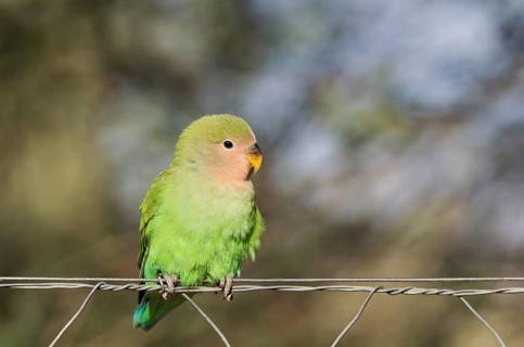 Rosy-faced lovebird (Agapornis roseicollis) juvenile on wire fence