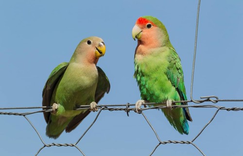 Rosy-faced lovebirds (Agapornis roseicollis)