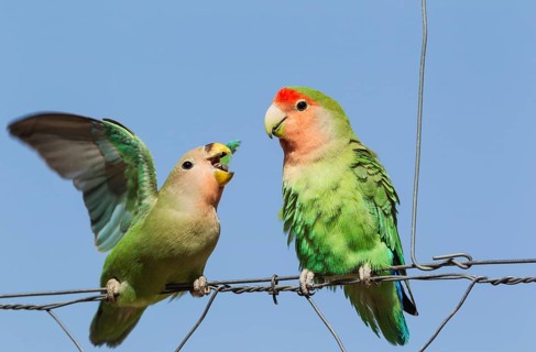 Rosy-faced lovebirds (Agapornis roseicollis)