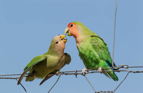 Rosy-faced lovebirds (Agapornis roseicollis)