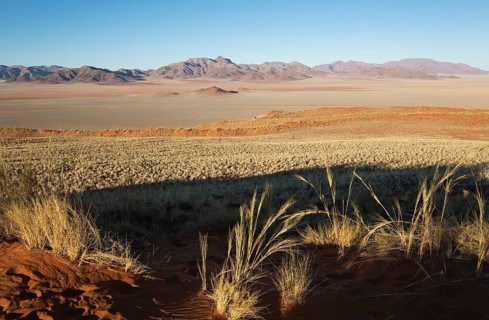 Sand dunes covered with bushman grass (Stipagrostis sp.)